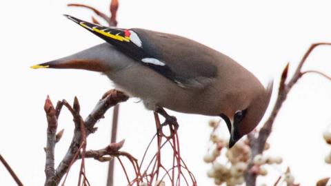 A Waxwing bird perched on a tree branch