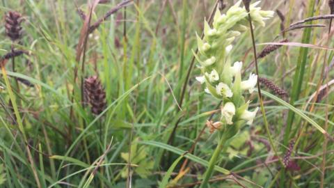 The orchid is normally found on damp ground