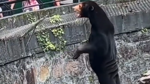 Screen grab of a viral video of a sun bear standing on its hind legs, with noticeable skin folds around its hips