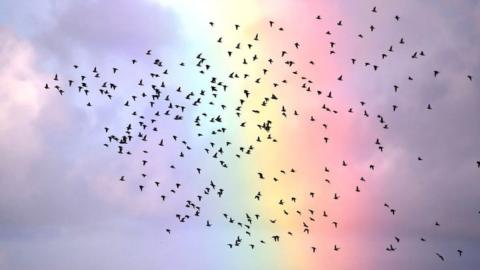 Golden plovers and rainbow