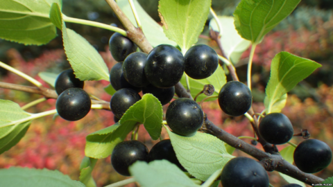 Common buckthorn (Image: Matt Lavin/Flickr)