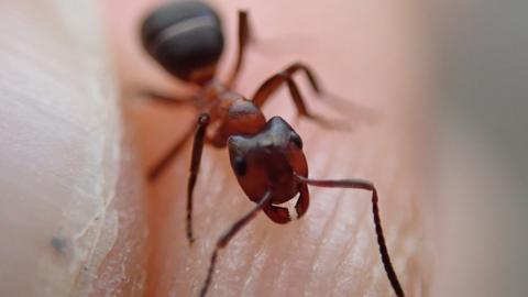 Narrow-headed ant