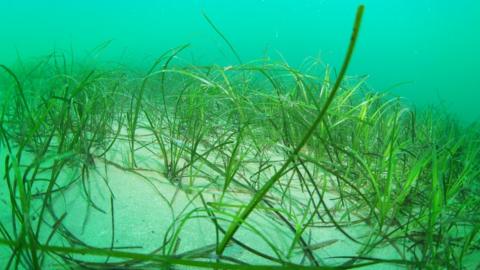 Seagrass in Carlyon Bay, St Austell