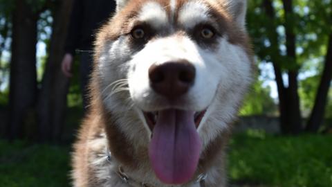 Husky in Kyrgyzstan