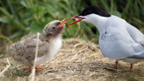 A tern feeding its chick
