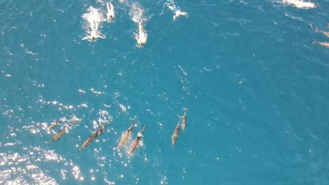 swimmers and dolphins in Hawaii