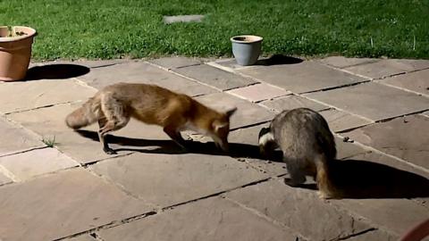 Fox and badger share meal in an Essex garden