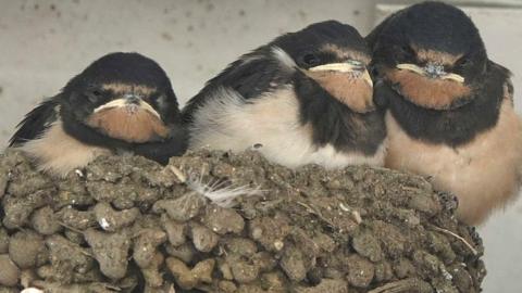 The swallow chicks in the nest