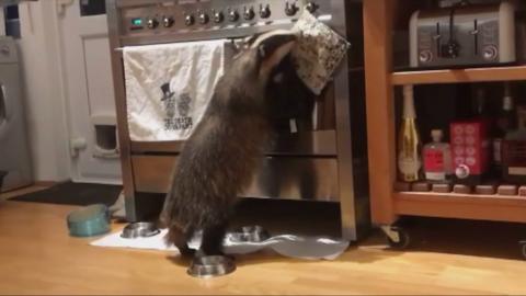 Badger in a kitchen