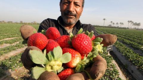 An Egyptian farmer holds harvested strawberries in Al Deir village in Toukh, north of Cairo.