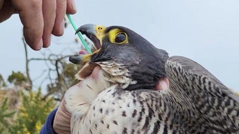 DNA testing on a peregrine falcon