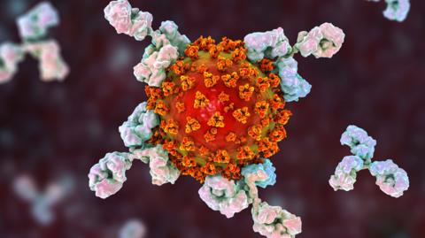 Illustration of antibodies attacking the coronavirus