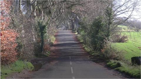 Dark Hedges