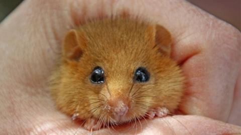 dormouse