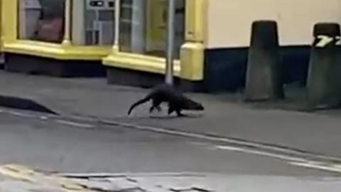 An otter running on a high street