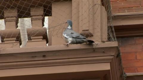 Pigeon near netting