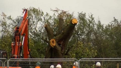 Ancient pear tree felled in Warwickshire