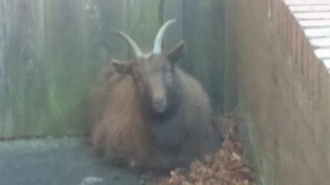 A brown goat in a garden.