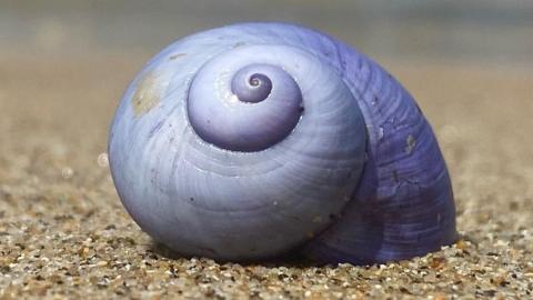 Violet sea snail