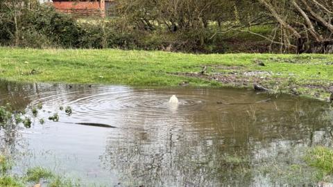 Sewage water bubbling up in a garden