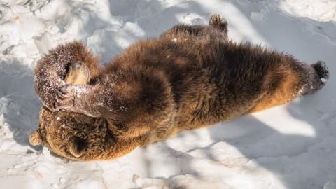 brown bear lying in snow