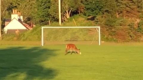 Deer playing football