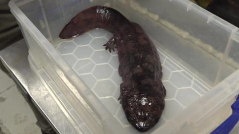 Chinese salamander