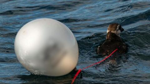 Seabird with balloons