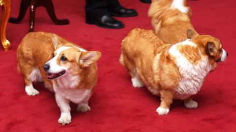 Royal corgis