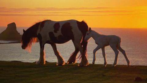 A mare leads her young foal along the cliff top at Rhossili at sunset