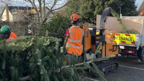 Christmas trees being chipped
