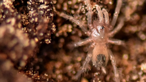 baby Montserrat tarantula