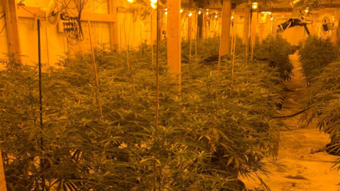 Cannabis plants in a basement
