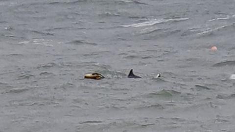 Trapped dolphin at Swanage