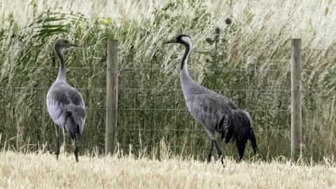 Crane adult and chick at RSPB Snape Wetlands