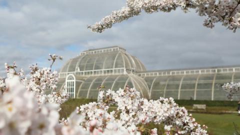 The Palm House in the Royal Botanic Gardens at Kew