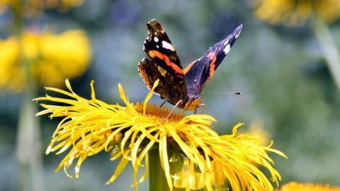Red admiral butterflies have been spotted out of season