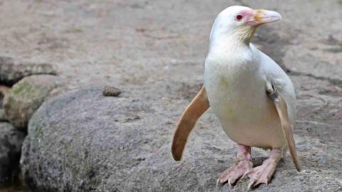 A white albino penguin stands on some rocks