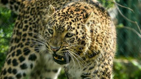 Indian leopard