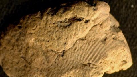 Fingerprint on piece of pottery