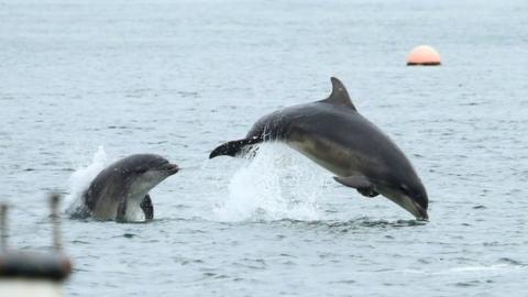 Dolphins Strangford