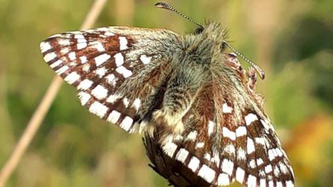 Grizzled skipper butterfly which has been discovered at Pyecombe
