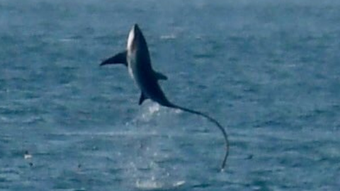 Thresher sharks use their long tails to hunt fish