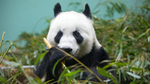 Tian Tian