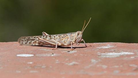 india locust