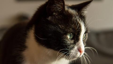 A black and white cat (stock image)