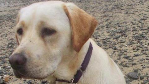 Opal, the missing Golden Labrador