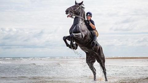 Household Cavalry trooper and horse on Holkham beach