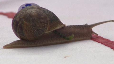 A close-up of a snail on top of a table approaching a red line