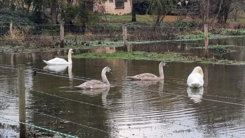 Swans which were shot in Coggeshall
